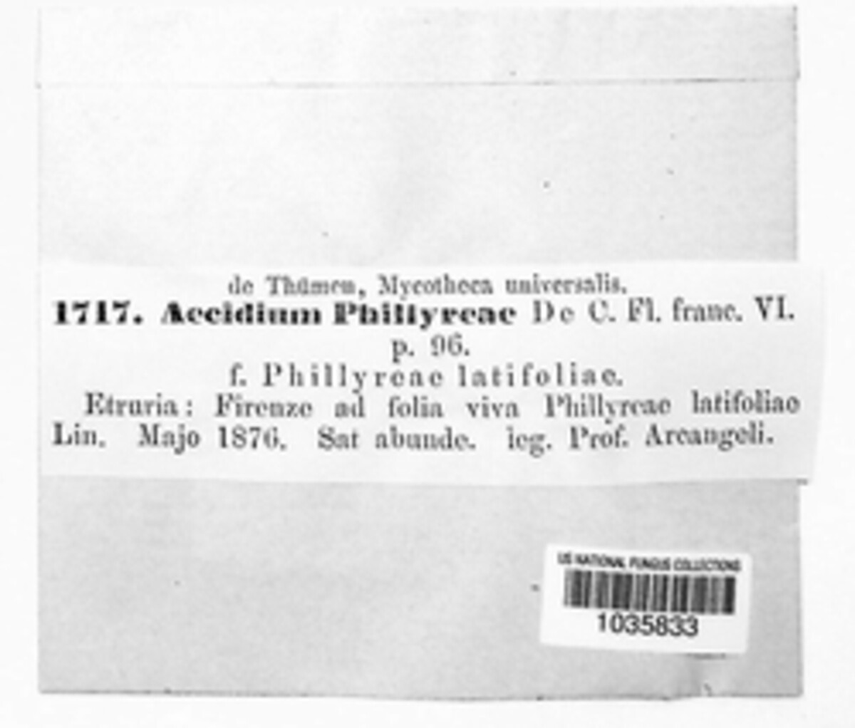 Zaghouania phillyreae image